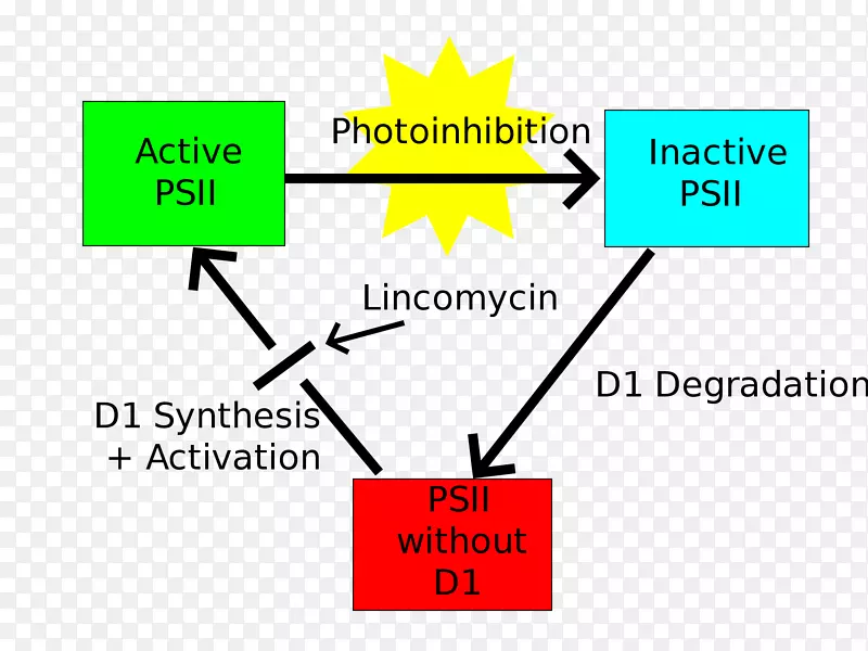 光抑制光系统Ⅱ光合作用-光合效率