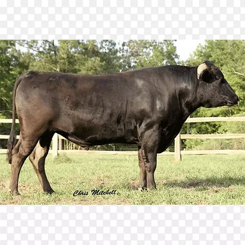 小牛，安格斯牛，肉牛，利木赞牛，高地牛，公牛