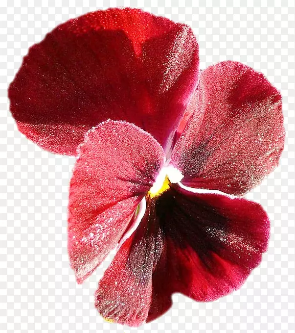 潘西一年生植物品红草本植物-三色堇花环