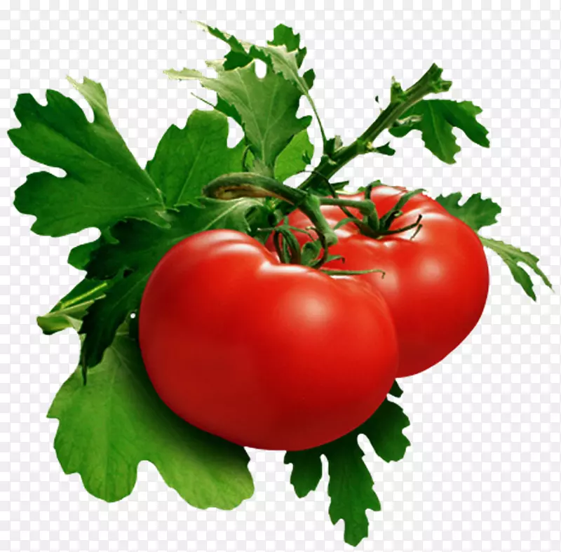 叶蔬菜番茄汤食品-Verdura