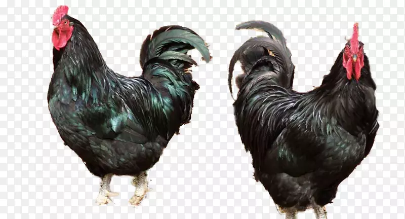 罗斯特·亚姆·塞马尼丝质爪哇鸡-新鲜鸡