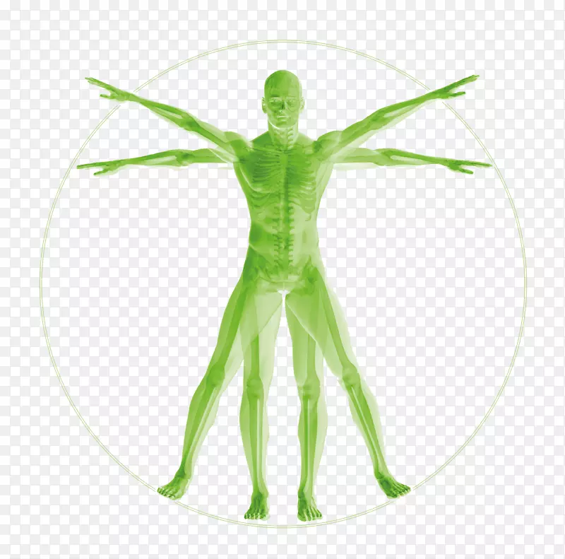 维特鲁维人，人体解剖，智人，人肌肉骨骼系统-解剖学
