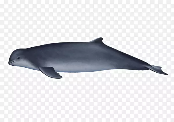 图库溪普通宽吻海豚粗齿海豚短喙普通海豚批发海豚