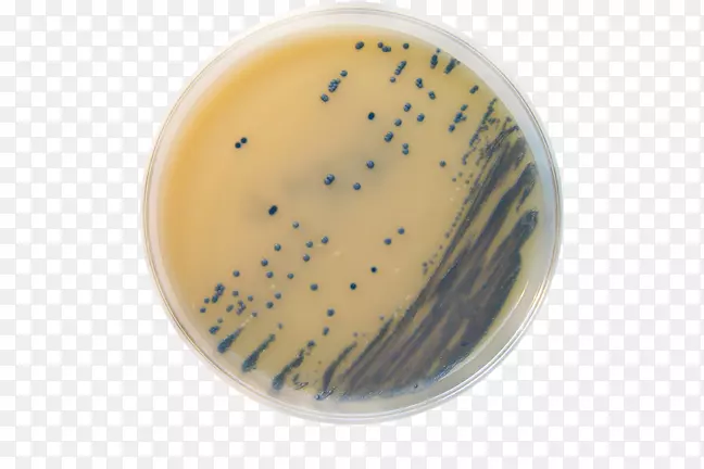 MRSA超级细菌集中饲养操作甲氧西林琼脂葡萄球菌耐药