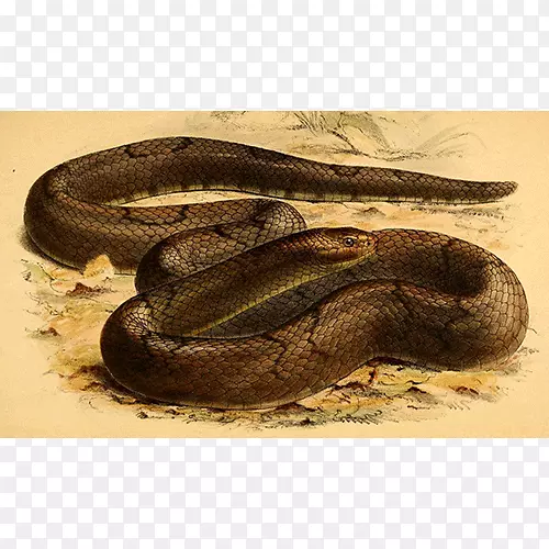 蟒蛇，响尾蛇，毒蛇，鞋蛇