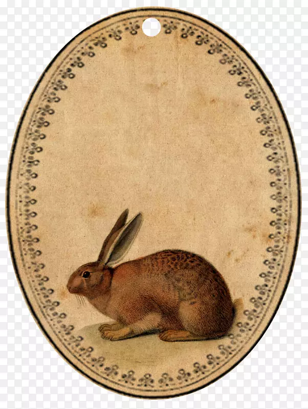 复活节兔子旧衣服兔子-复活节