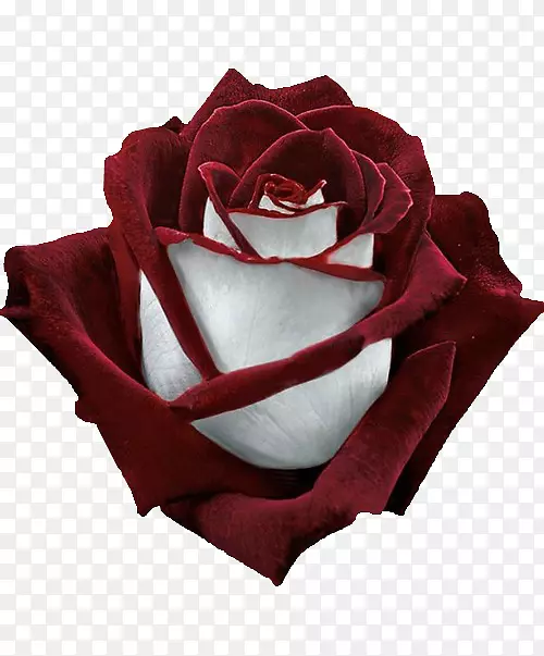 花园玫瑰花区系：图片混合茶玫瑰-玫瑰