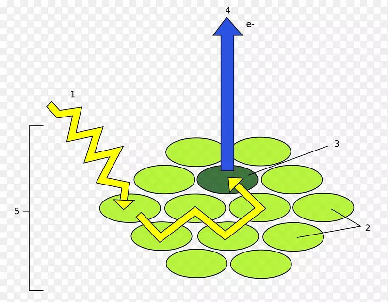 光系统光合作用叶绿素能光