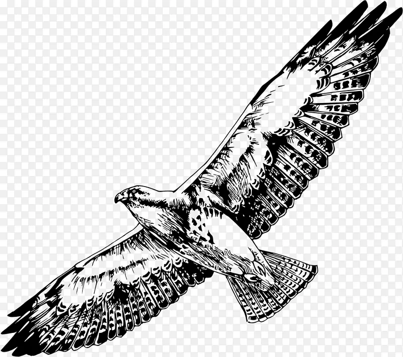 猛禽斯文森的鹰夹艺术-黑鹰