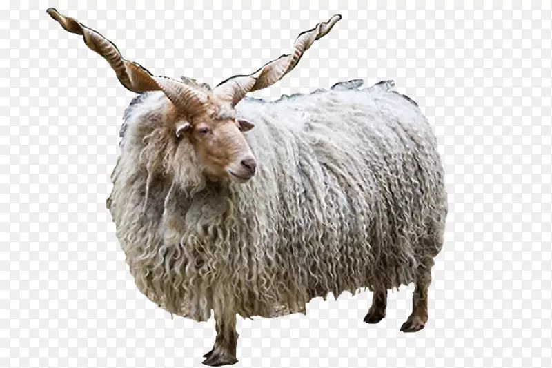 拉卡雅各布羊罗曼诺夫羊法玛公园角-东方羊