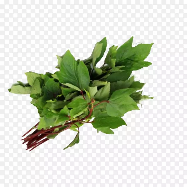 贡古拉印度料理春绿叶蔬菜叶