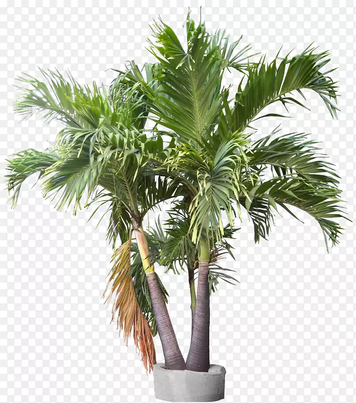 加州棕榈、槟榔、棕榈植物