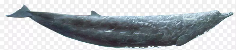 海洋鱼-里索海豚