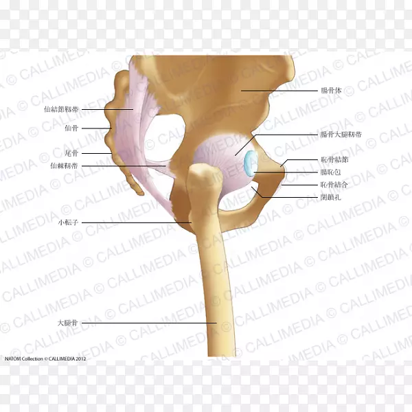 髂会阴线髋关节骨盆髂股韧带解剖