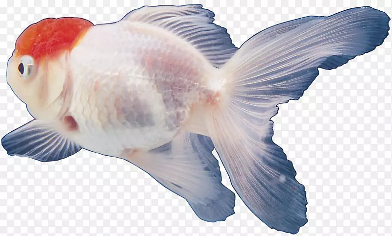 金鱼热带鱼剪贴画-鱼