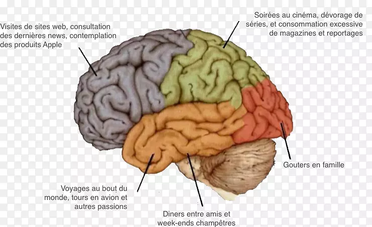 人脑神经系统神经心理学-脑