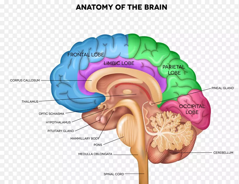 人脑解剖人体矢状面脑