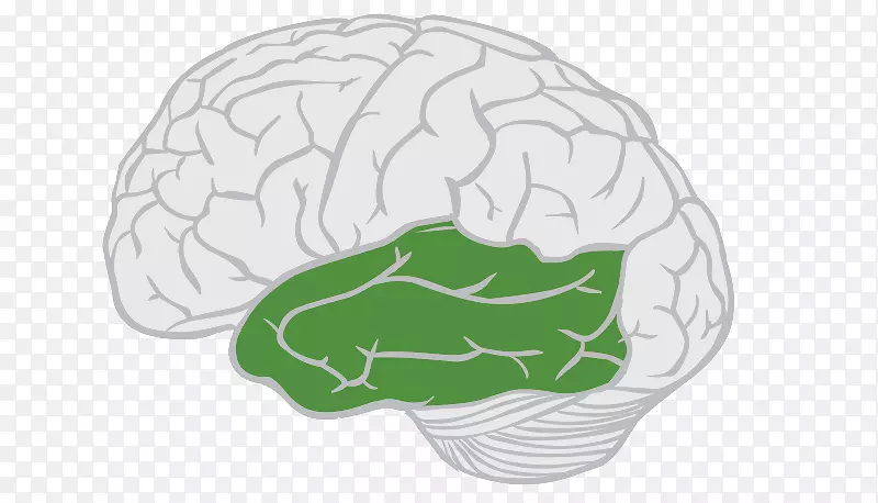 脑额叶、颞叶、大脑皮层-脑