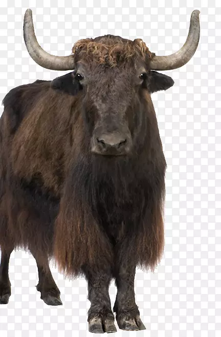 野生牦牛免费摄影