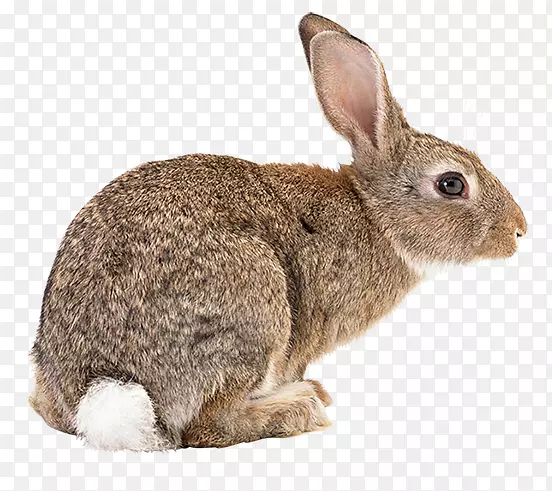 弗拉芒大兔子-野兔-坏兔子