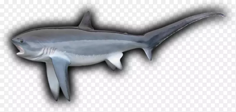 虎鲨，新西兰鱼类的宝库，普通脱粒机，大眼脱粒机，角形鲨鱼-鱼
