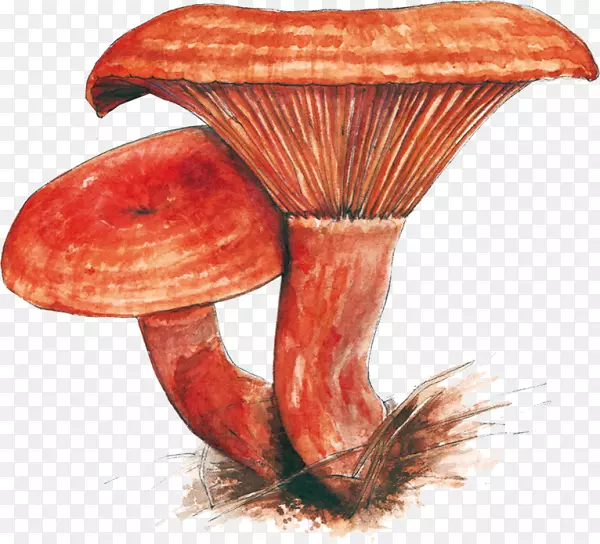 食用菌药用真菌-蘑菇