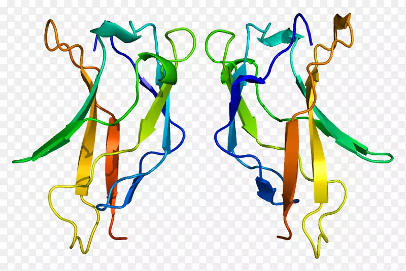 rela蛋白亚基nf-κb