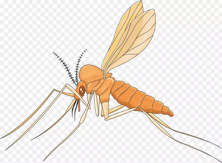 蚊虫传粉器-蚊子