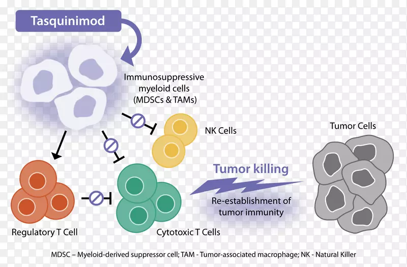 塔斯奎尼莫癌症肿瘤流程图活性生物技术