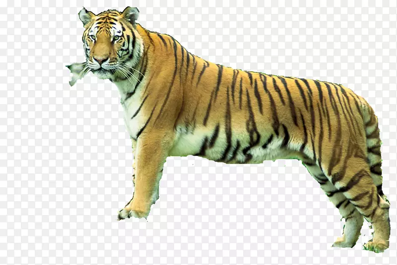 孟加拉虎Sundarbans Sariska老虎保护区动物-Carlos