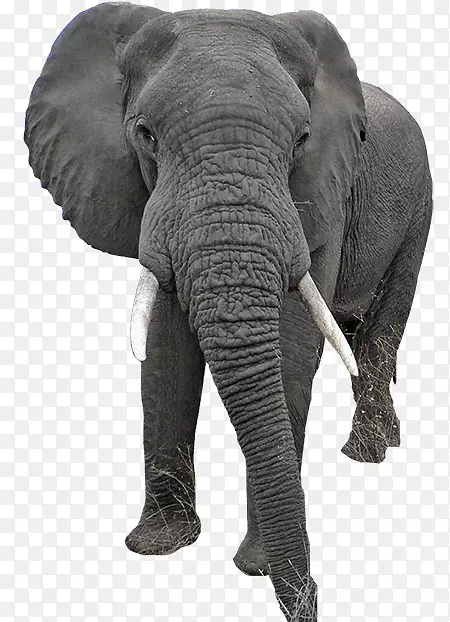 印度象非洲象风景画