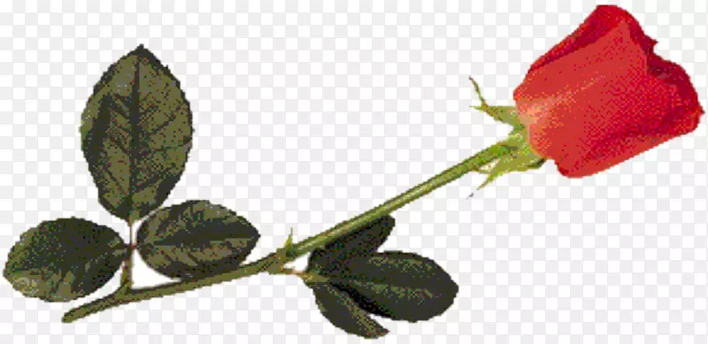 花园玫瑰，纸，婚礼邀请函，花蕾，叶盘，克尔塔斯