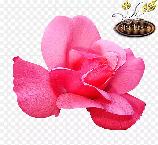 花园玫瑰切花花瓣粉红色m-玫瑰