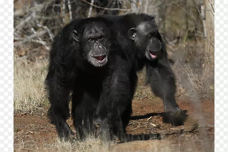普通黑猩猩大猩猩猴子公司。恩格巴岛黑猩猩保护区-大猩猩