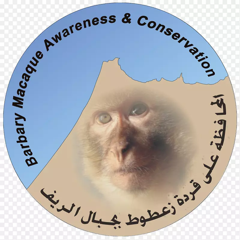 Barbary猕猴tétouan保护Barbary海岸-猴子