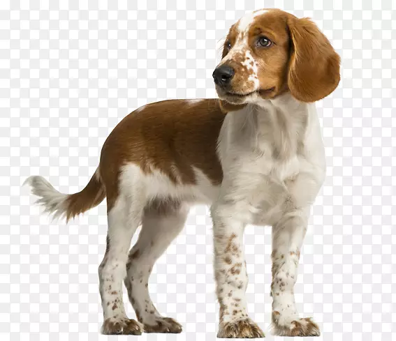 威尔士斯普林尔猎犬英国小猎犬威尔士猎犬-弹簧猎犬