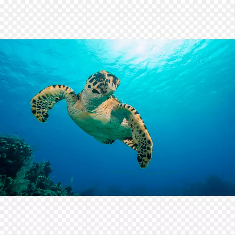 甲鱼帆布印刷挂牌海龟水彩龟
