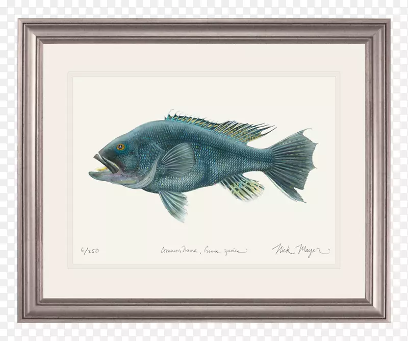 北方梭子鱼水彩画