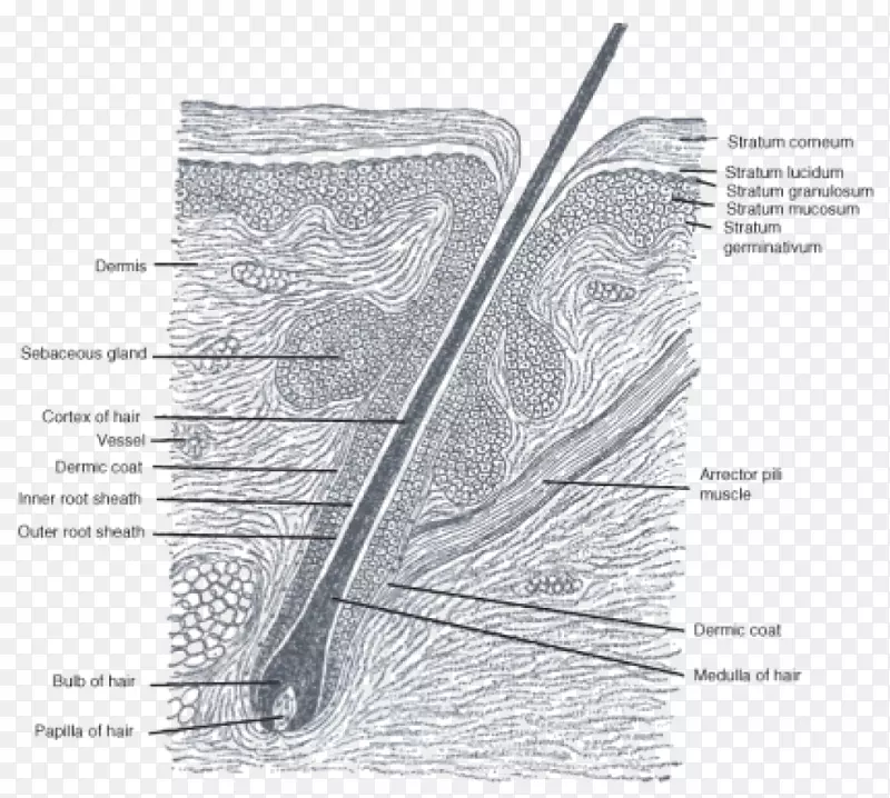 毛囊解剖皮脂腺基质-头发