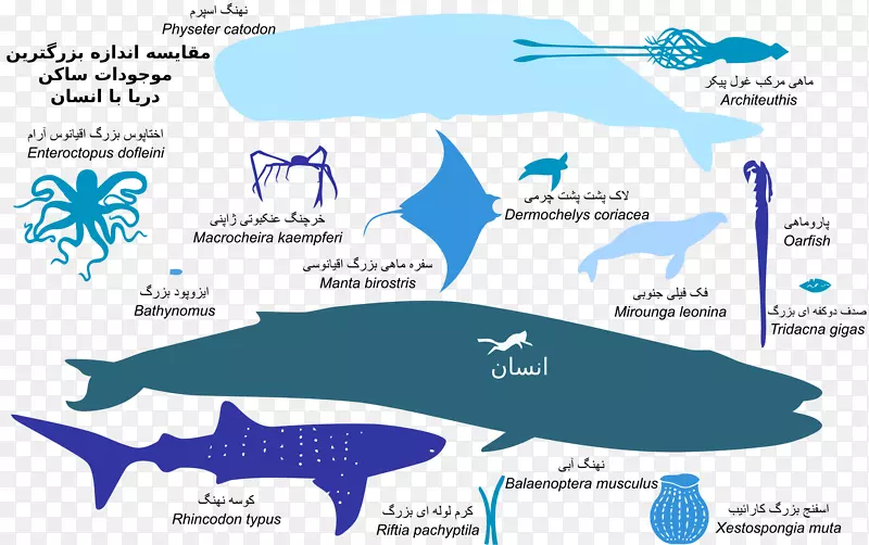 海蜇、鲨鱼、深海生物、动物-鲨鱼