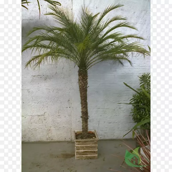 红枣花盆-凤凰城