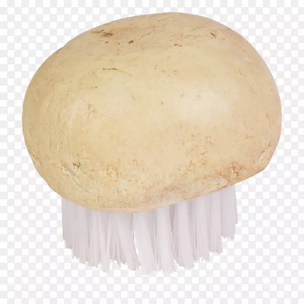 木耳科药用真菌蘑菇