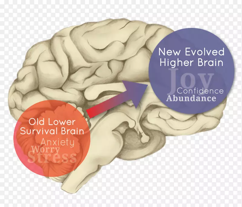 人脑大脑半球进化边缘系统-大脑