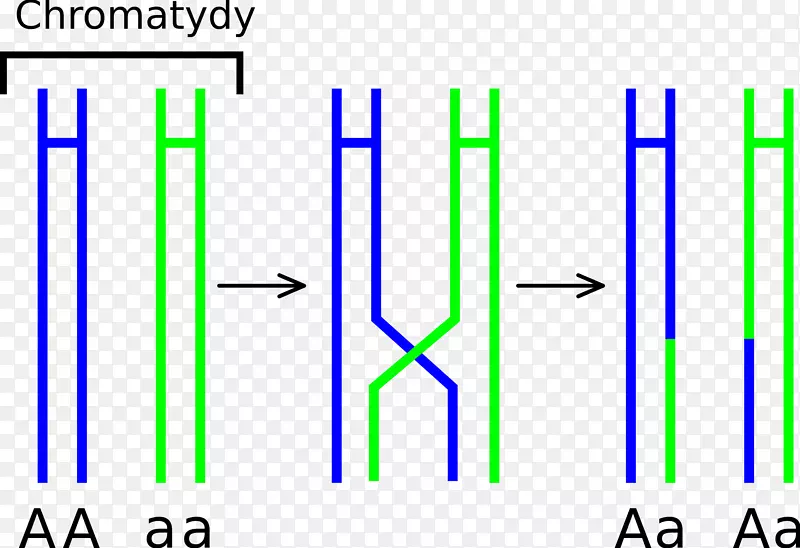 染色体交叉减数分裂染色体前期遗传学