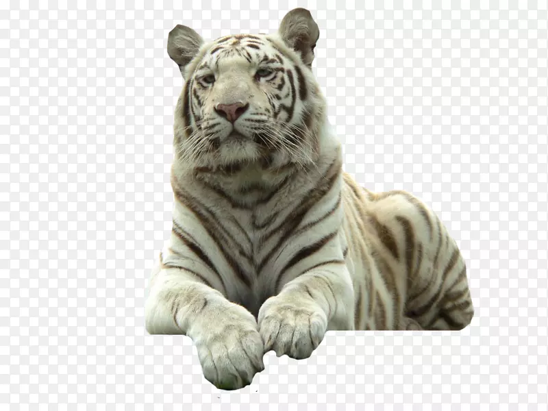 白虎猫科白虎-爱的动物