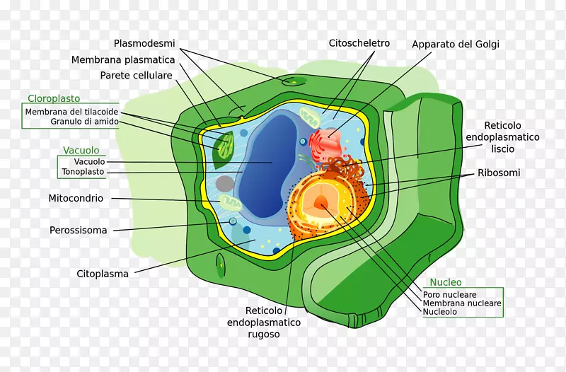 植物细胞壁细胞膜