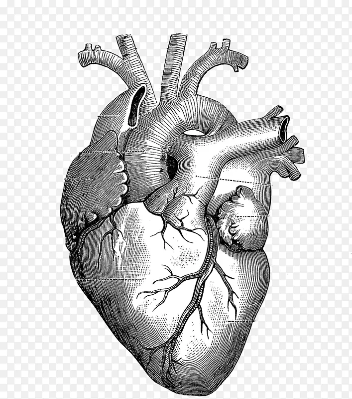 绘制心脏解剖图-心脏图