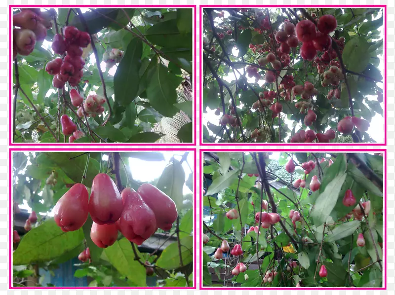 马来苹果亚灌木(Syzygium)