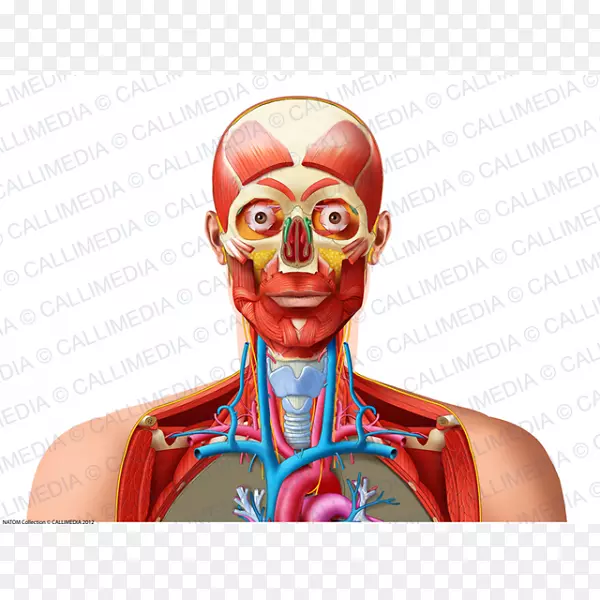 智人人体解剖生理学肩颈血管头颈部