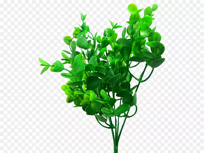 JMC花卉批发植物茎-桉树植物